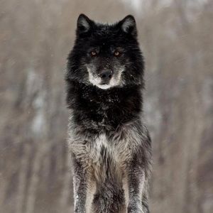 Meet your Posher, Alexia